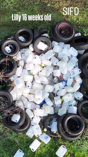 Lilly’s airlines ✈️😂 For the first time, Lilly entered the bottle pool. Bottle pools are the perfect way to teach a dog to work on unstable, shifting and moving surfaces — building balance and confidence. #K9 #WorkingDog #DetectionDog #K9Training #PuppyTraining #OperationalK9 #DogConditioning #K9Confidence #BalanceTraining #FutureK9 #SearchDog #SIFD #ScentImprintForDogs #K9Development #workingdoglife #scentworktraining #scentwork #detectiondogs | Scent imprint for dogs