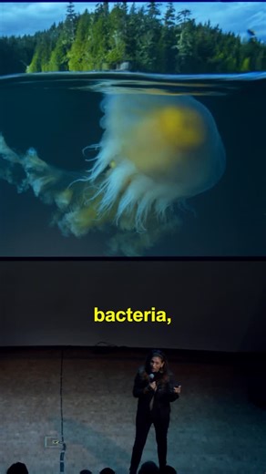 Atmos on Instagram: "We are one with the ocean. At Climate Week NYC, award-winning environmental photographer, conservationist, and @sealegacy co-founder @mitty joined Atmos to talk about our deep sea relatives, the existential crises facing our ocean, and how we can find hope in the age of collapse. Watch the full program from the evening on YouTube at the link in our bio. Video edited by @jasonpndiaz"