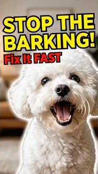 Why Your Dog Keeps Barking #shorts #shortvideo #youtubeshorts #ytshorts #fyp #viral #youtube
