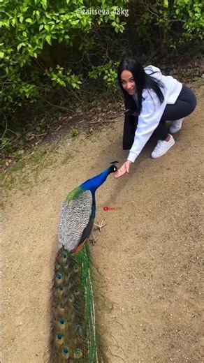 peacock viral video 🤣 #funny #funnyvideo