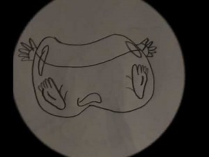 Zelda’s Black Magic Inflation Audio Sequence.