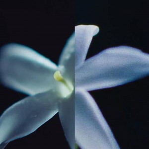 26K views · 3.4K reactions | Olivier Polge, Perfumer-Creator for the House of CHANEL, transforms the raw material and reveals facets that do not exist in nature. He creates a CHANEL flower. Discover more on chanel.com/-I_Am_A_Flower_CHANELParfumeur | CHANEL | Facebook