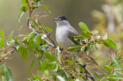 La capinera, l’uccello cenerino che si può trovare nei parchi e nei giardini italiani