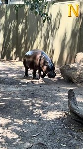 Baby Hippo Up Close 🦛