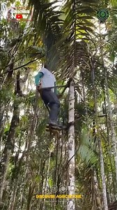 Homemade Tree Climbing Tool