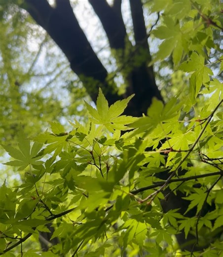 大仁田 美咲（ABCアナウンサー） on Instagram: "#旅サラダ ありがとうございました🐻‍ 今回の #コレうまの旅 は 熊本県菊池市！✨️ 自然豊かで人と人の距離が近い、温かいまちでした☺️ ・森の中でいただく原木しいたけ＆だご汁＆地鶏焼き🍄🍲 ・ミルクの香りが凄いモッツァレラチーズ「ミル爆」🧀🍕 ・綺麗な緑と濃厚な甘みの「肥後グリーンメロン」🍈 を取材しました🌸 見逃した方は是非TVerをご覧ください🥳📺 どれをとっても素材の味がとにかくおいしい！ お取り寄せ確定グルメばかりでした😋😋😋 来週は #熊本市 ！ これぞ熊本！なグルメが数々登場します🔥 お楽しみに😳 #森に囲まれてみました 📷 #今にも空に飛んでいきそう #菊池市 #熊本グルメ"