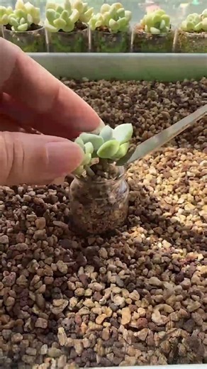 Repotting Succulents Fast & Safely! ✨
