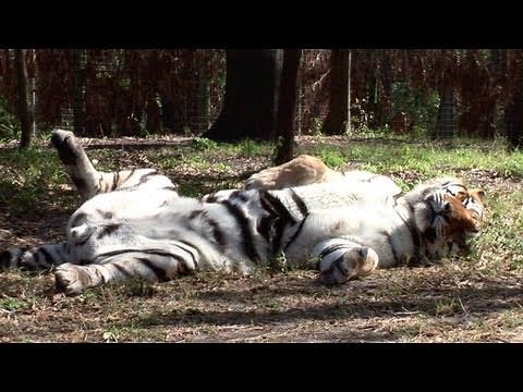 Sleepy Tigers