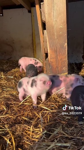 Cute Baby Kunekune Piglet 🐷 #cute #baby