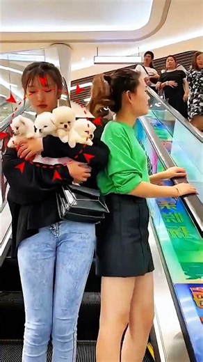 #cute #dog #puppy #shorts