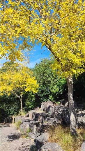 Ginkgo Biloba (Maidenhair Tree) "Brilliant Yellow in Autumn" #asmr