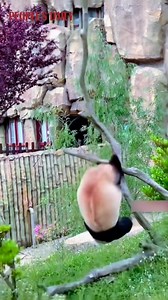 Not all pandas are kung fu masters. Enjoy this hilarious compilation of panda fails! | People's Daily, China