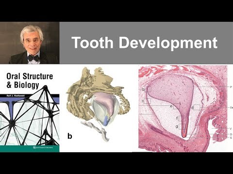 6 Tooth Development