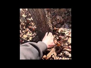 Young tree training a Swamp White Oak