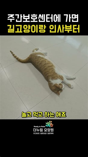 길고양이가 맞이하는 주간보호센터 #사회복지사 #종합사회복지관 #요양원