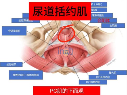 新手锻炼pc肌，找不准pc肌发力点怎么办。