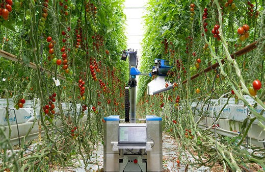 inaho tomato harvesting robot undergoes trials at Dutch growers - The Robot Report