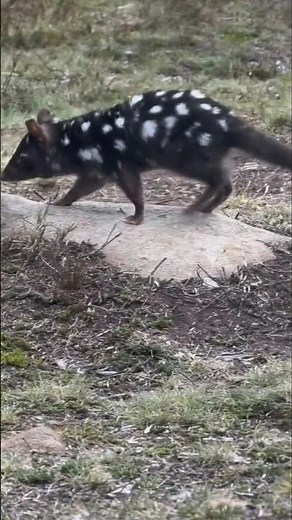The Spotted Hunter of Tasmania #EasternQuoll #TasmaniaWildlife #WildAnimals