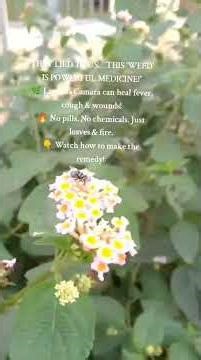 Miracle Leaf: Nature's Remedy for Fever, Cough & Wounds! #NaturalHealing #HerbalMedicine