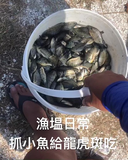 Fish Handling and Release in Aquaculture Practices