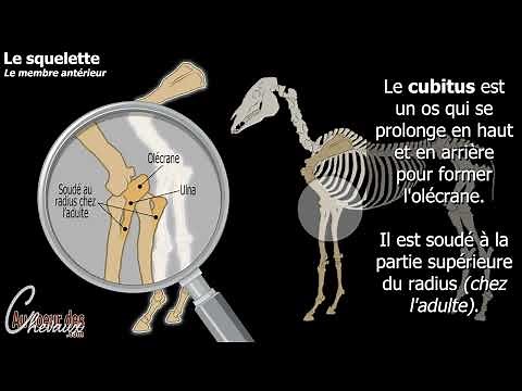 Hippologie - Les différentes parties du squelette du membre antérieur du cheval