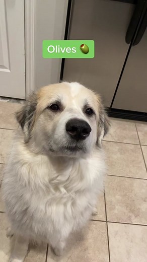 Dogs Taste Testing Olives: A Unique Experience