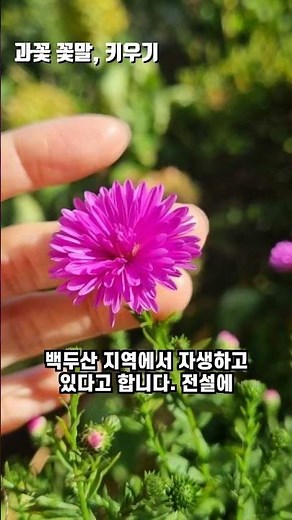 과꽃 꽃말, 과꽃 키우기 방법