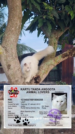 Rika Febriana on Instagram: "Atuk asal Tanjung Tabalong, tinggal di Pekanbaru, makan dryfood asal Singapore. Dryfood nya Majes Digestive Health yang di formulasikan khusus untuk kucing dengan pencernaan sensitif @majespet.id #MajesPet #ScienceInEveryBite #SehatDariMangkuknya #TropicalPets #DailyFunctionalPetDiet #MakananAnabul #dogfood #makanananjing #catfood #makanankucing"