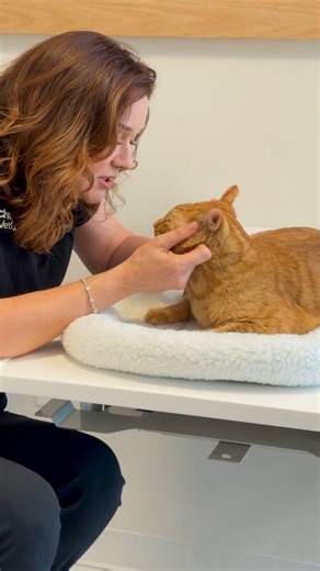 Meet the Orange Tabby Cat! 👋 Dr. Katy Nelson is breaking down a few things you should know about these social, iconic, golden-hued cats 💡 Fun fact: Orange (and yellow) tabby cats are more likely to be male due to how their color genes are inherited Thinking of adding one to your family? Talk to your vet about what kind of care will keep a tabby cat happy and healthy 💙 | Chewy Vet Care