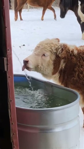 Happy cows on the farm#cow#funnycow#happycow#funnyanimals