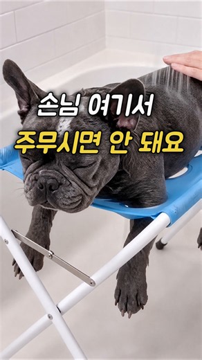 손님 여기서 주무시면 안 돼요. #강아지목욕 #강아지꿀템 #반려견목욕 #반려견목욕거치대 #강아지미용