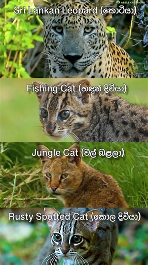1.4M views · 16K reactions | The 4 Wild Cats of Sri Lanka - the Sri Lankan Leopard (කොටියා), Fishing Cat (හඳුන් දිවියා), Jungle Cat (වල් බළලා), and Rusty Spotted Cat (කොල දිවියා). #srilanka #nature #wildlife #srilankawildlife #wildsrilanka #animals #cats #wildcats #animalfacts #srilankadaily #srilankatoday #lka | Aegle Creations | Facebook