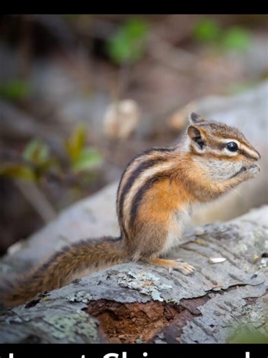 Least Chipmunk#science #species #animals #squirrel #biology #biogeography #wildlife #chipmunk #boreal #rockymountains