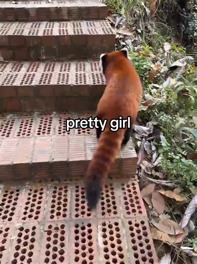 Red Panda Cuteness: Joyful Moments at the Zoo