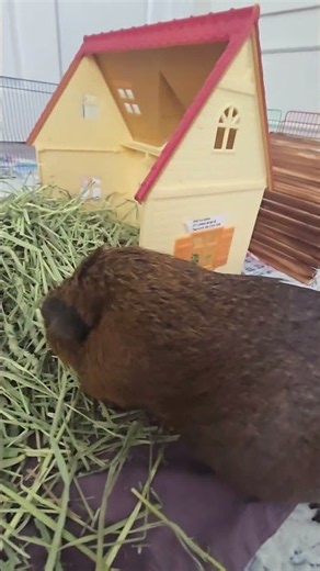 Cute guinea pig sisters!