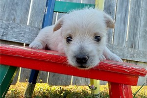 Jazz - Cairn Terrier Puppy CB010A