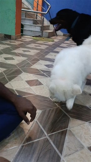 "Shinu Tastes Lemon for the First Time | Cutest Reaction Ever!"