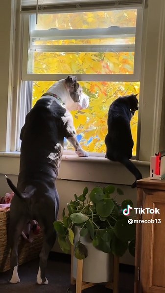 Unique and Stylish Squid Merch for Cat Lovers | Discover Squid Game T-Shirts and More!