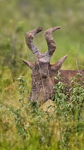 1.4M views · 22K reactions | Blending into the grasslands, the Red Hartebeest surveys its surroundings at Etosha National Park in Namibia. #namibia #etosha #redhartebeest #visitnamibia #travelnamibia #safari #wildlife #nature #desert #explorepage #trending #viral #wildlifephotography | Nwrnamibia | Facebook