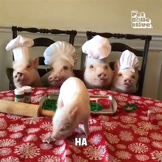 Too Many Cooks in the Kitchen!!! | The Pet Collective