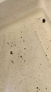 20 reactions | These predacious diving beetles are HUGE!!! | Richardson Nature Center | Facebook