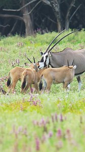 7K views · 331 reactions | Meet the gemsbok, the largest and most...