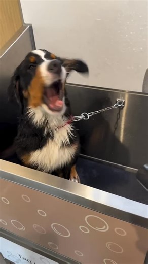 Bernese Mountain on Instagram: "Go crazy 🤪. Follow us for more @bernese__mountain__love Dm for credits or removal"