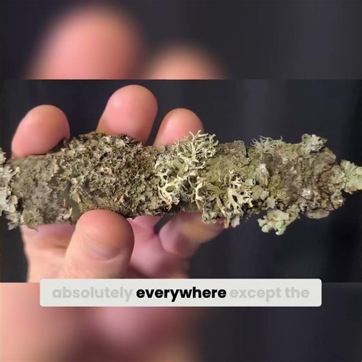 Lichens: Nature's Ultimate Survivalists! #shorts