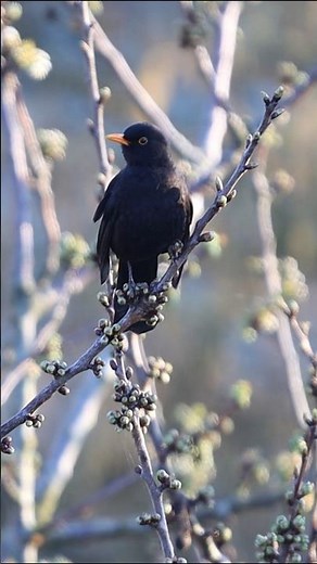 The melodious song of the Blackbird 🐦🎶 Dinard, France - Short nature video 4k 2026 #blackbirds