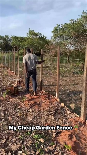 20K views · 183 reactions | For everyone asking about my fence: I used coconut wood and wire netting to build a cheap, effective enclosure for my home garden… It's a great DIY budget idea.. Get inspired to build your own ❤️華六‍ #beinspired #diy #garden #fencing #fblifestyle #growwhatyoueat #nature #reelsfypシ | Fusheini Adams | Facebook