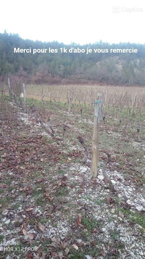 taillage des vignes tirage des bois #vignes #drôme26 Abonné vous à ‪@axel_agri5549‬