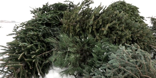 How to recycle your Christmas tree in Rockford