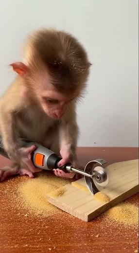 Tiny Baby Monkey Uses a Power Cutter Like a Little Builder ⚡✨
