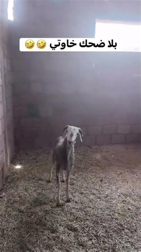 Algerian Sheep Rams 😱